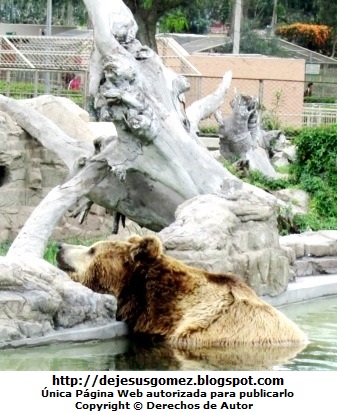 Oso pardo Foto de Oso pardo dentro del agua en el Parque de las Leyendas. Foto del oso pardo de Jesus Gómez