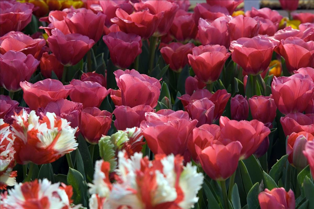 Gambar Bunga Tulip | Koleksi Gambar Bagus
