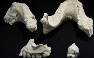 Fosil Manusia Purba Australopithecus Deyiremedal
