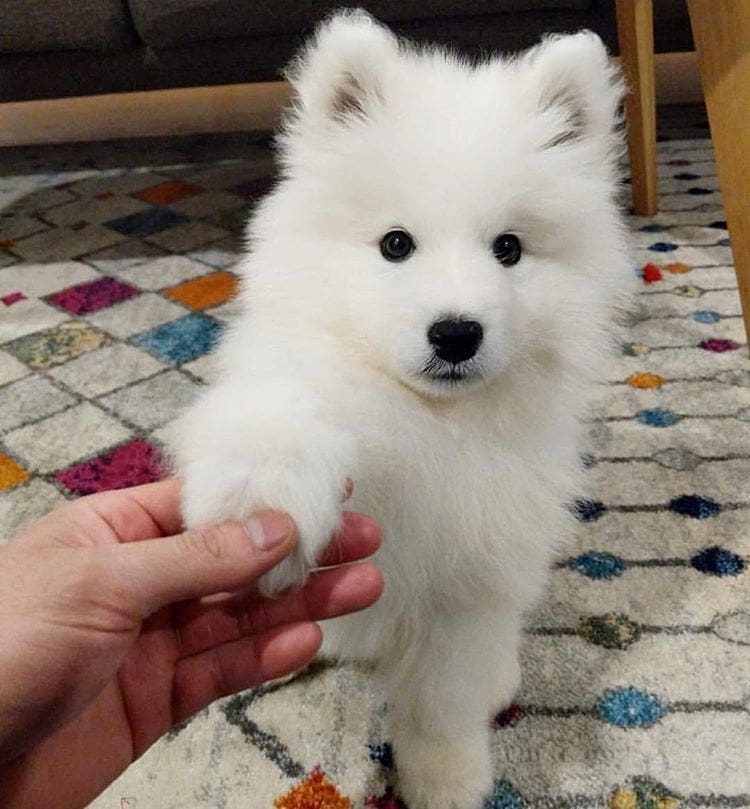 How To Make Your Dog Love You More