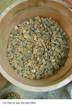 đất trồng sen đá