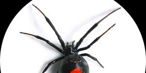 5 Besar Laba-laba Paling Mematikan di Dunia