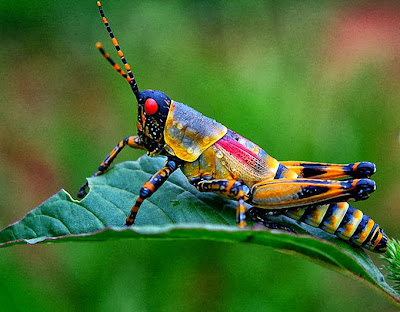 Insects Bugs Facts : Insects and Bugs World Insects Bugs Facts : Insects and Bugs World