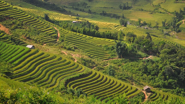 Marvel at the magnificent beauty of terraced fields at Northern Vietnam