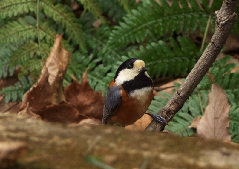 アライグマに似た動物 - レッサーパンダ