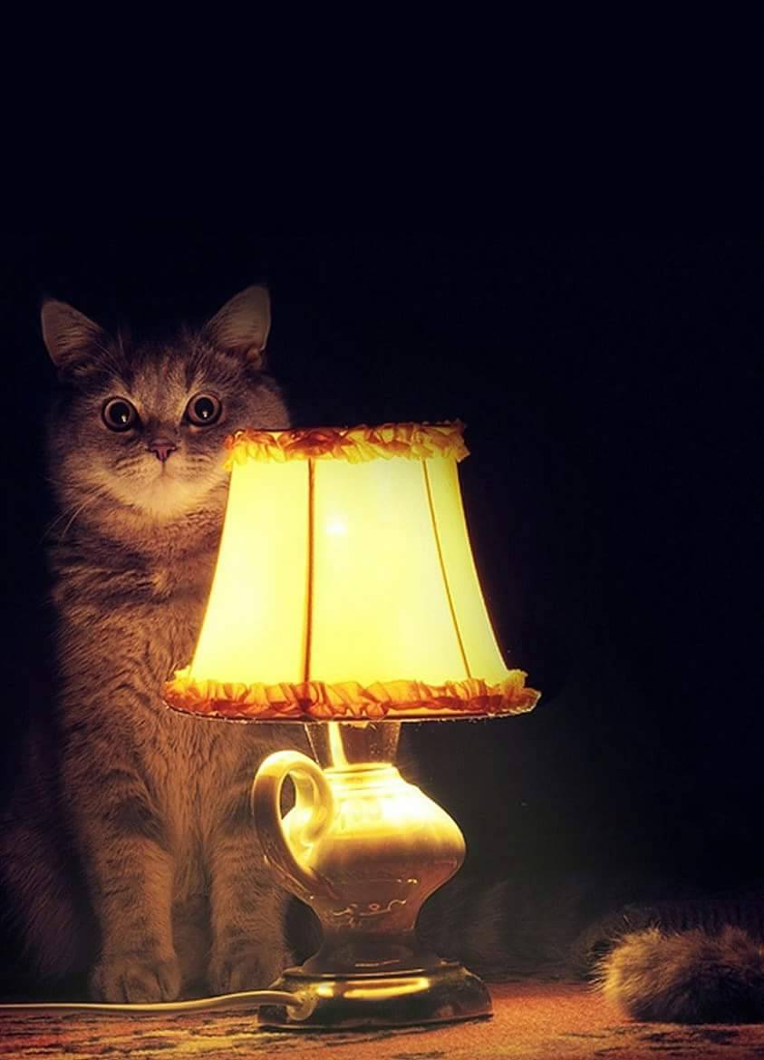 Настало время. Лампа кот. Кот время офигительных историй. Кот и свеча. Настало время историй.