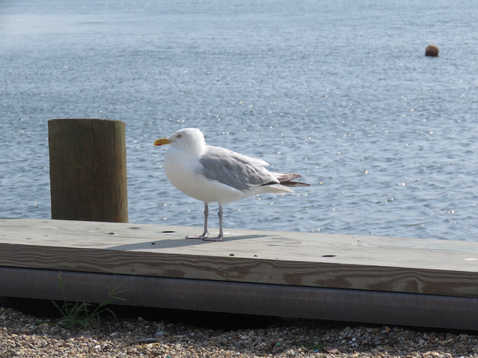 Bird & Travel Photos, Birding Sites, Bird Information BREEDING HERRING