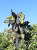 Bachas Beach Cactus