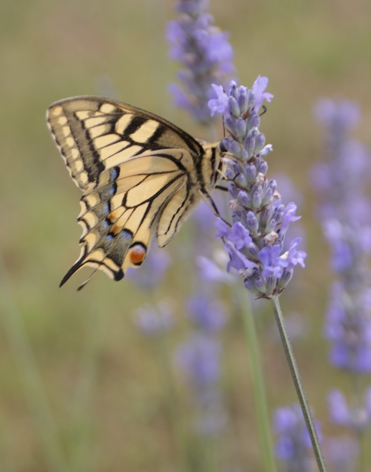 Landing in Normandy Swallowtail butterflies and a fennel bush