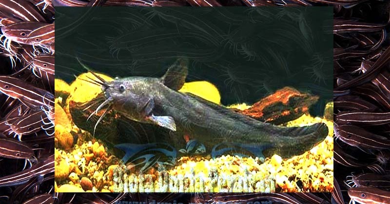 Ikan Sembilang Paraplotosus Albilabris Biota Dunia Perairan