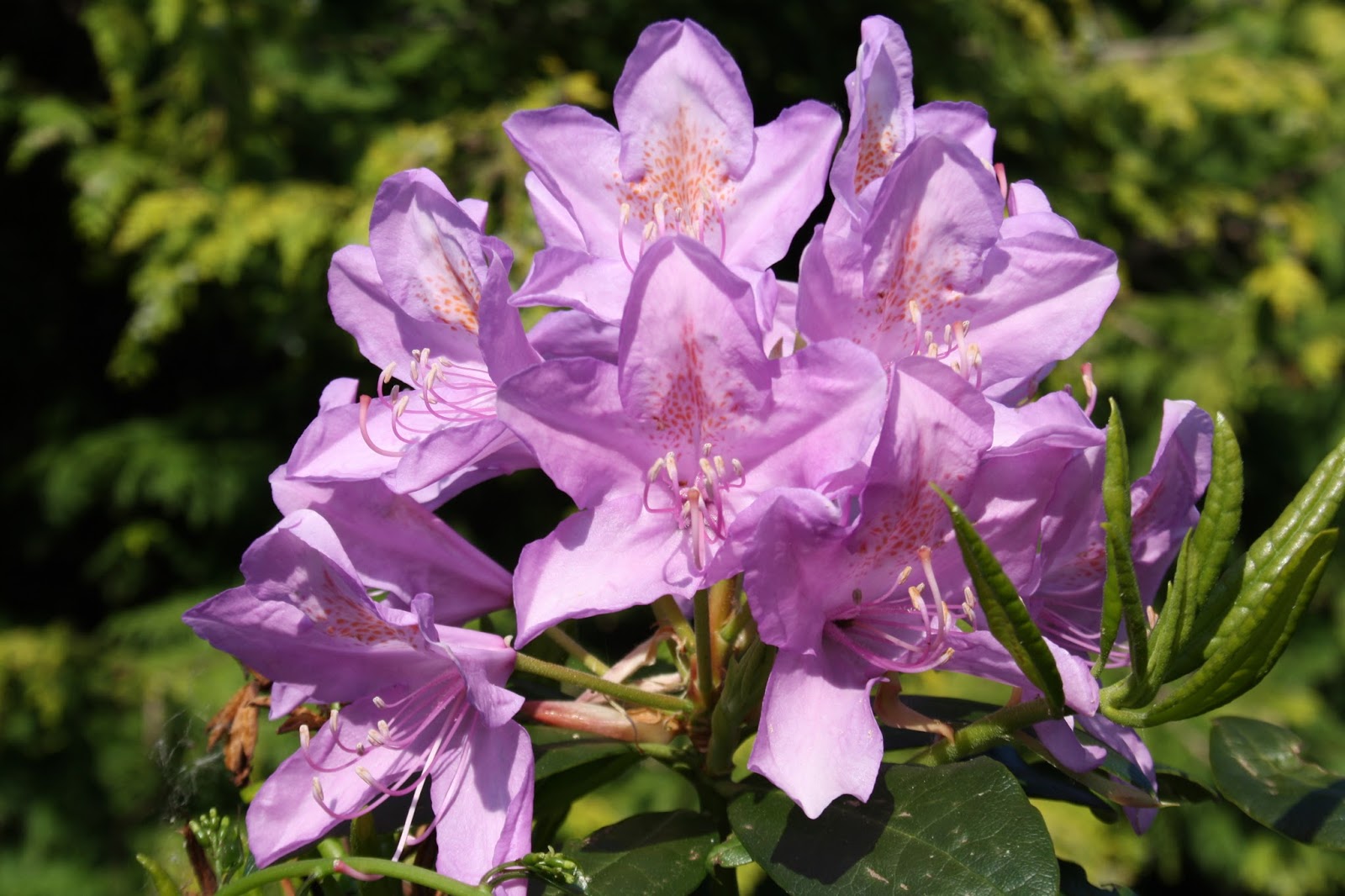 Blooming Bonsai Take Over Shepard Center