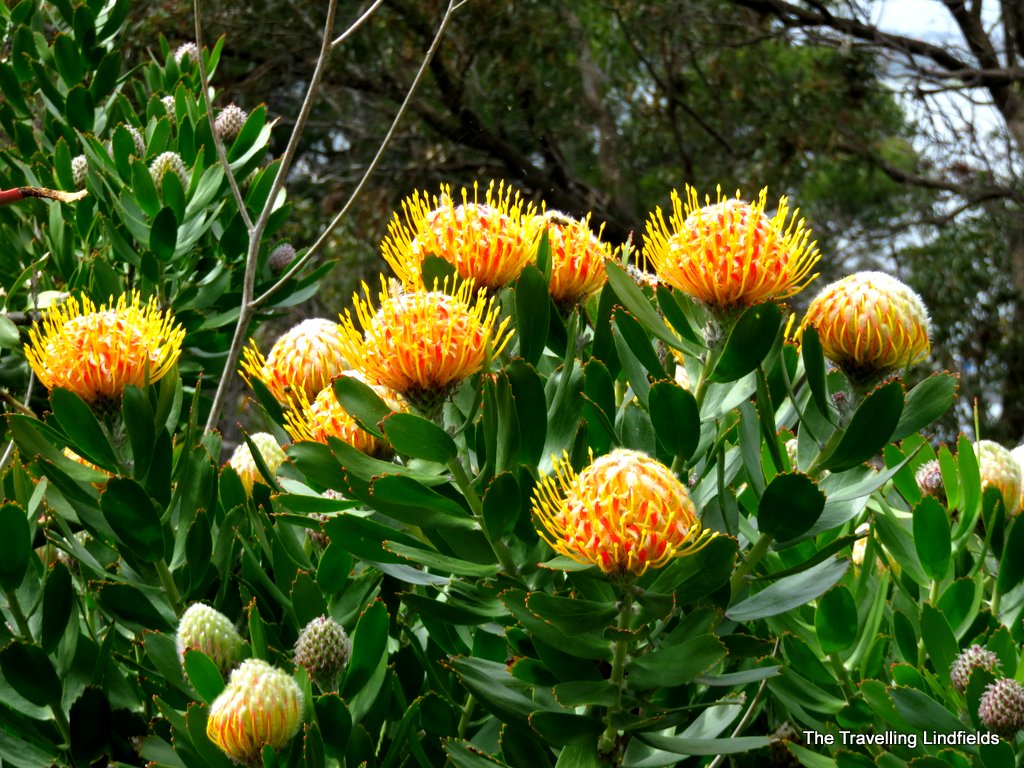 The Travelling Lindfields: Wildflowers in Western Australia: Kings Park