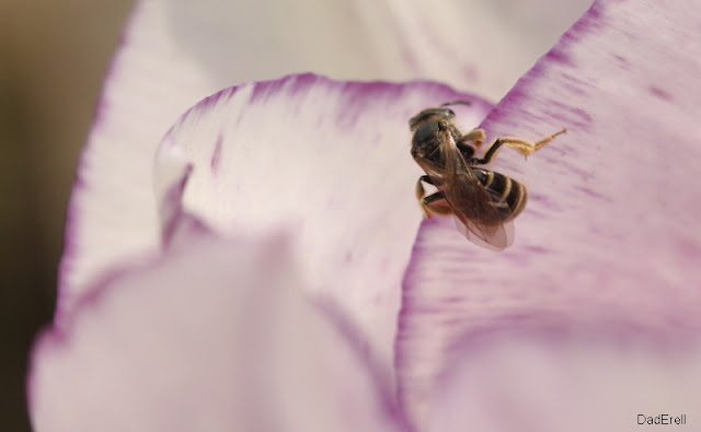 Abeille sur tulipe