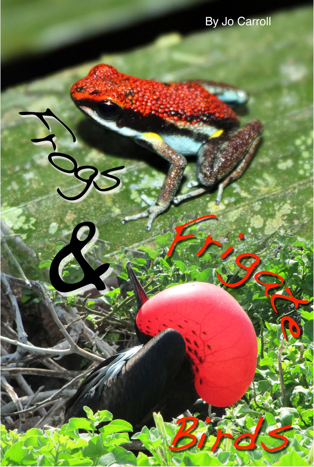 Frogs and Frigate Birds