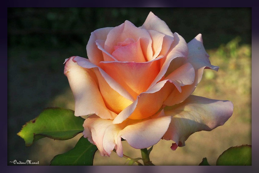 Nectar rose hot