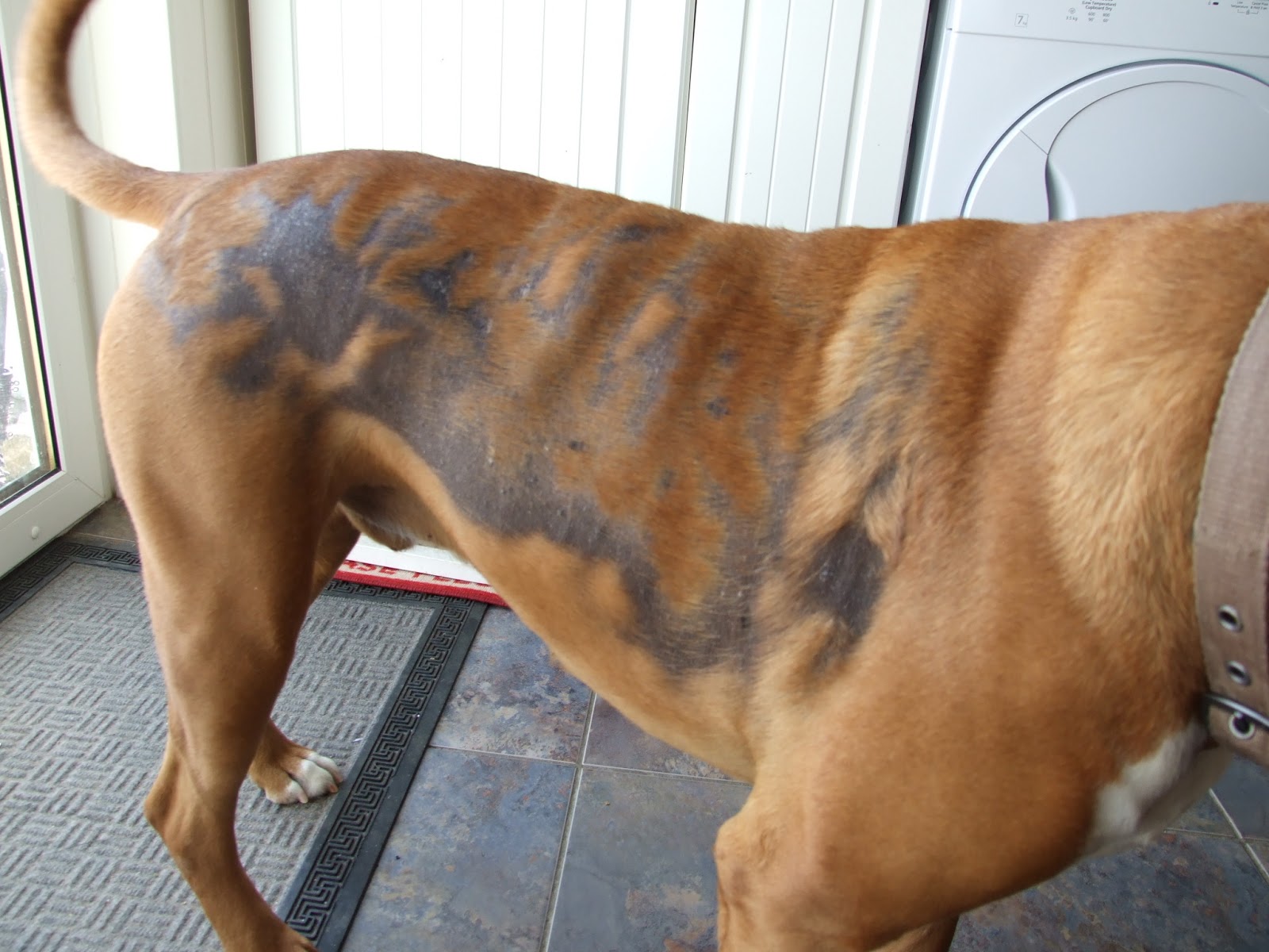 My Dog And His Alopecia!