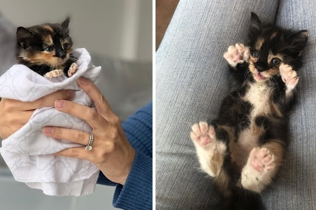 Kitten Who Was Found Crying Alone in Backyard, Finds Someone She Loves