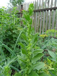 1 июля, шпинат завязывает семена