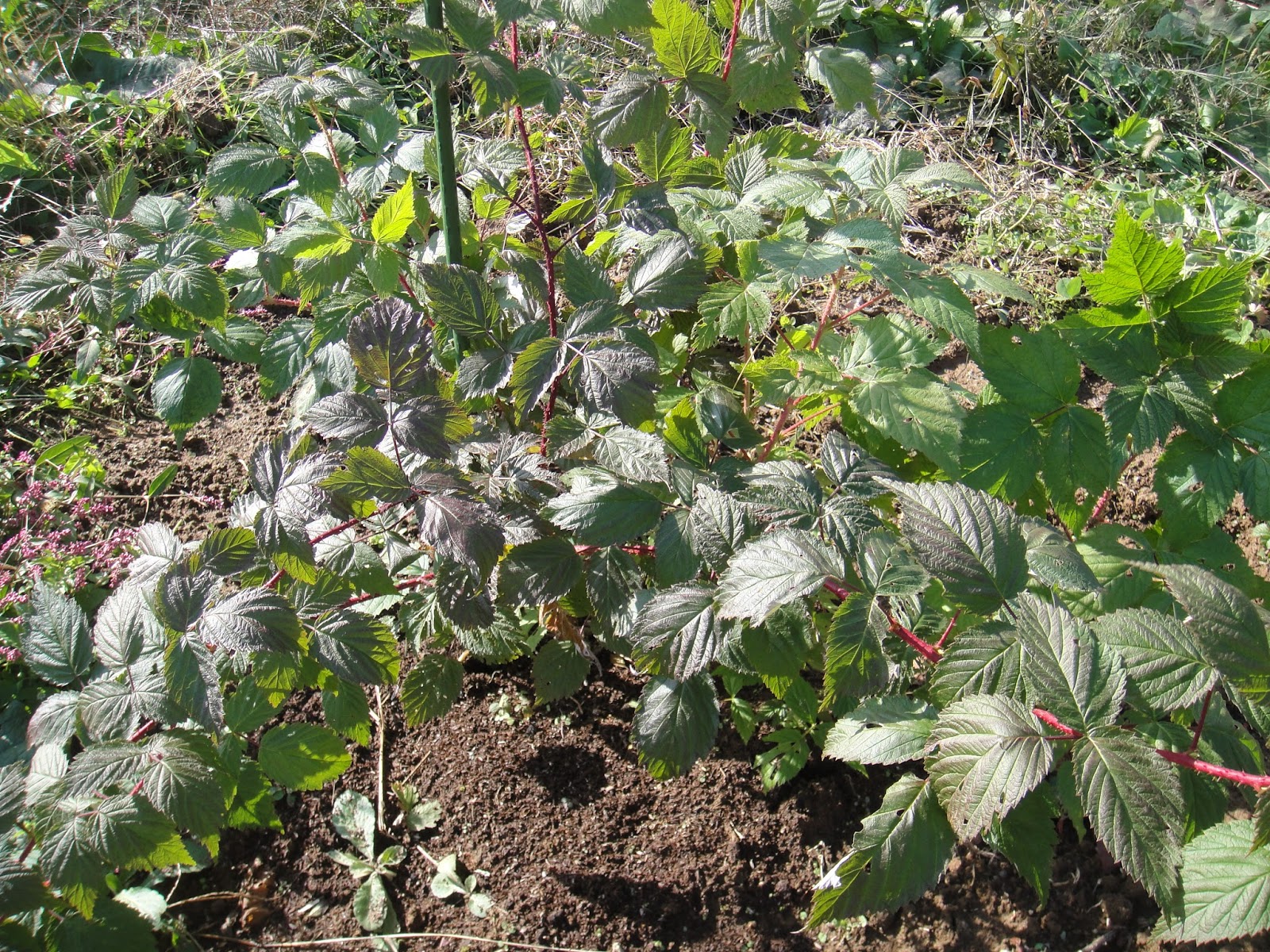 越麻呂日記 サッカー シュート