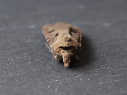 moth numbers heart ragged robin notes nature dart 15th saturday june scalloped