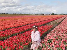 Tulips fields of red