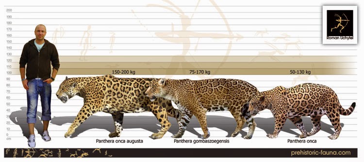 Os Fantásticos Animais do Planeta: Panthera onca augusta : A maior onça ...