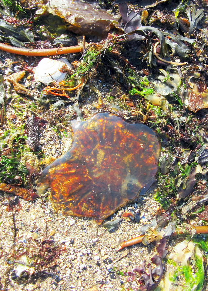 Largo Baywatch: Lion's Mane Jellyfish