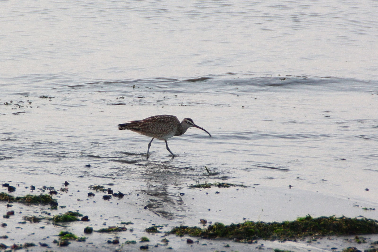 wanderlust-oiseaux-costa-bord-de-mer