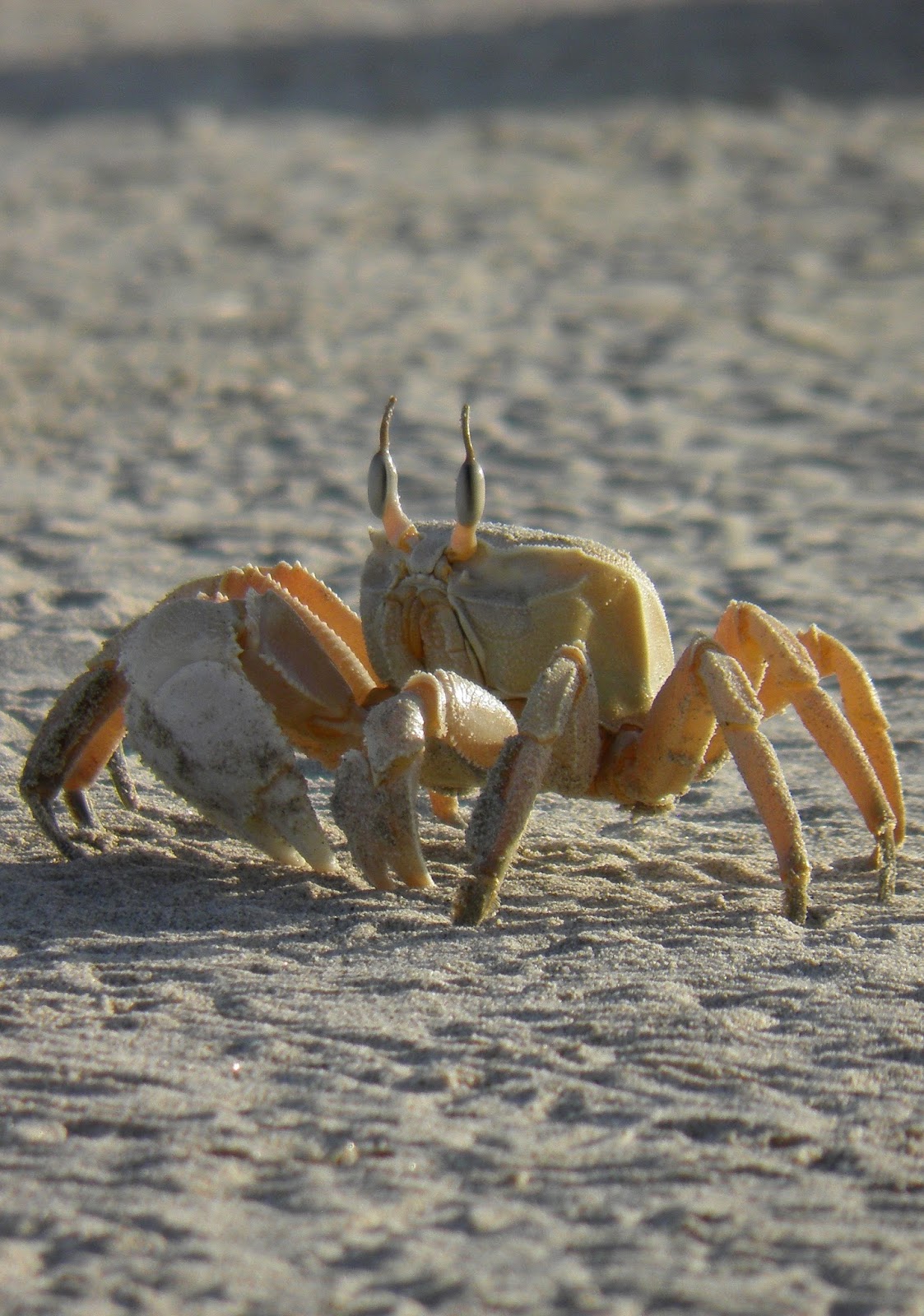 Amazing facts about crab's eyes. About Wild Animals