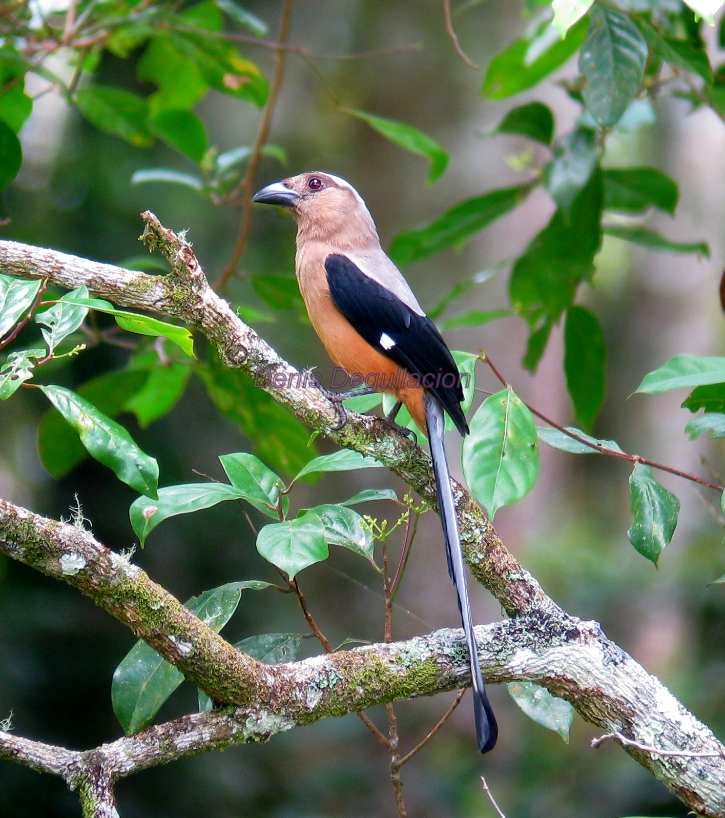Denis Degullacion Birding Digiscoping Photography Bornean Treepie