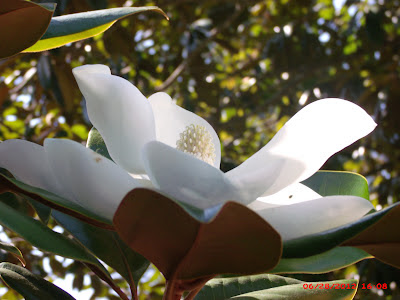 Magnolia blossom- photo by Dawn Gagnon