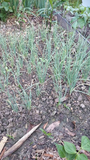 BAWANG MERAH KAMPUNG - Rangkuman Cara Bertanam Lengkap