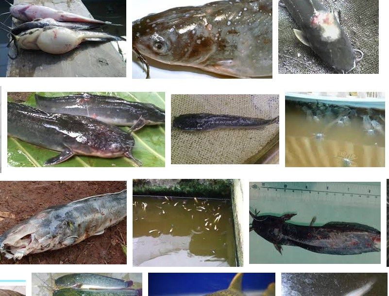 Gambar Penyakit ikan lele 