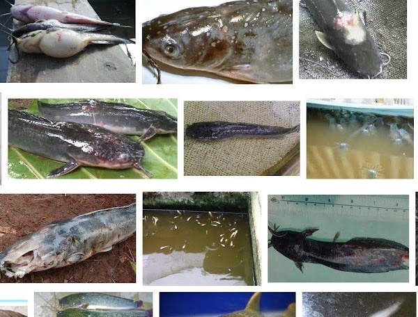 Hama Dan Penyakit Pada Ikan Lele Sangkuriang Hama Dan Penyakit Pada Ikan Lele Sangkuriang