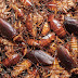 Six billion cockroaches bred for potions at AI-controlled farm in China