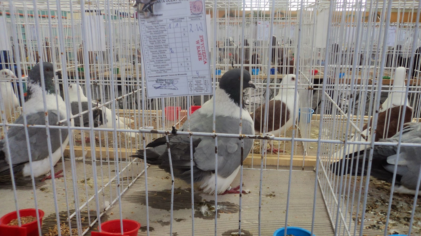 GOŁĘBIE RASOWE STRASSERY