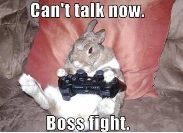 30 Funny animal captions - part 5 (30 pics) | Amazing Creatures