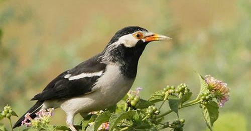 Download Suara Masteran Burung Jalak Suren Gacor Mp3 Burung Babe