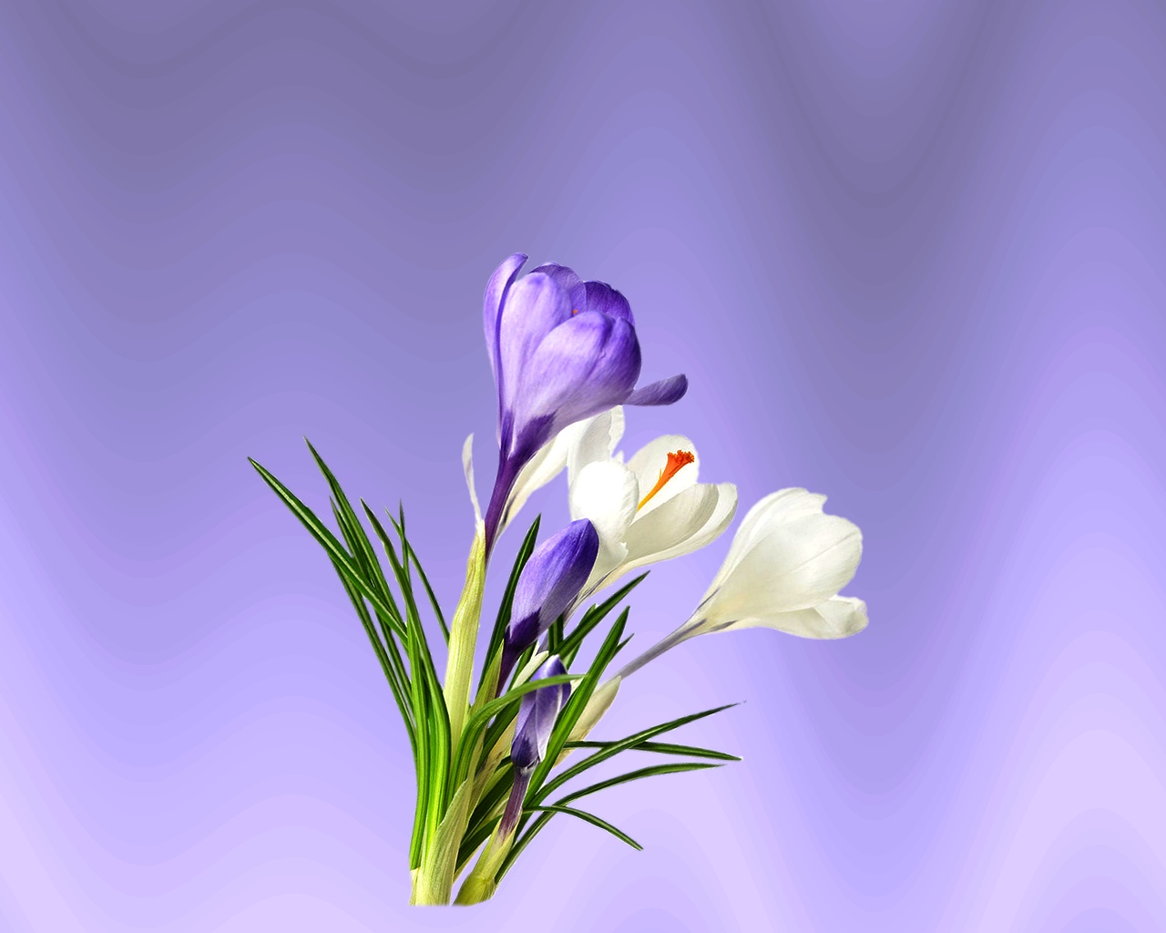 Kinszi Böngészde: Tavaszi virágok monitorra