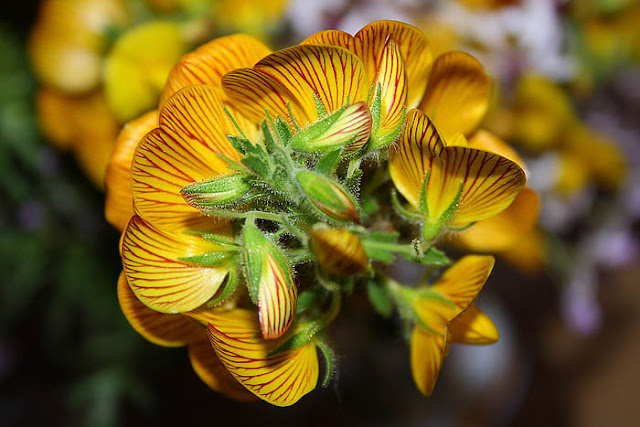 Red-lined gorse (ulex europaeus) flowers