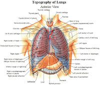 imagenes de partes del cuerpo humano partes del cuerpo humano en ingles