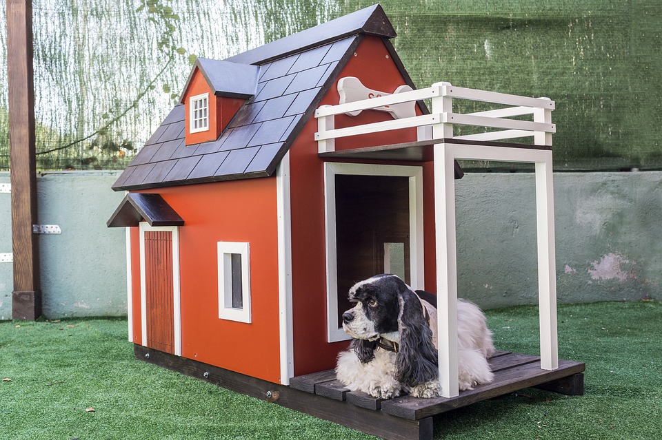 Things You Need to Know before Buying a Heated Doghouse