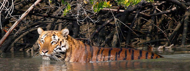 Sunderbans Wildlife Sanctuary, Sundarbans National Park