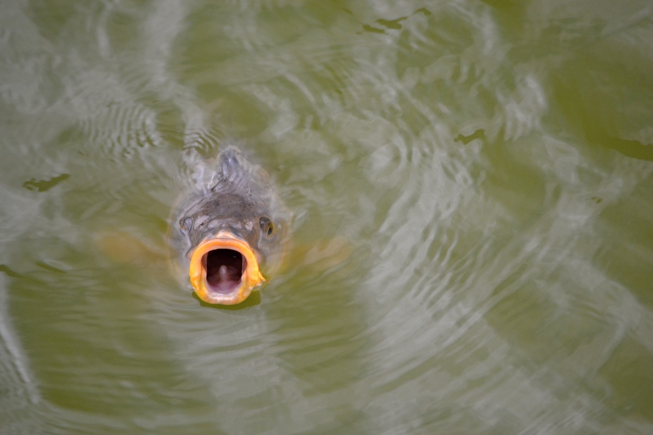 Makalah Budidaya Ikan Konsumsi MadiVic2