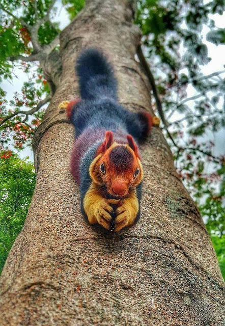 Indian Giant Squirrel