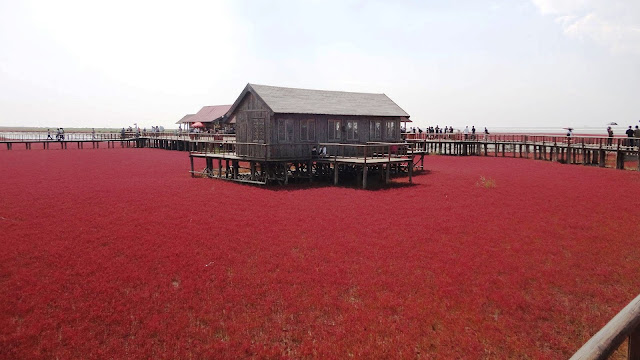 Image result for panjin red beach