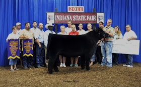 2011 Indiana State Fair ~ Grand Champion Market Steer ~ Sired by Eye Candy