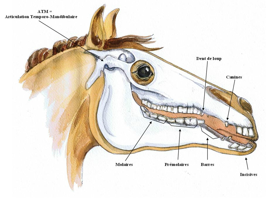 Combien De Dent A Un Cheval soigneurinc.blogspot.com