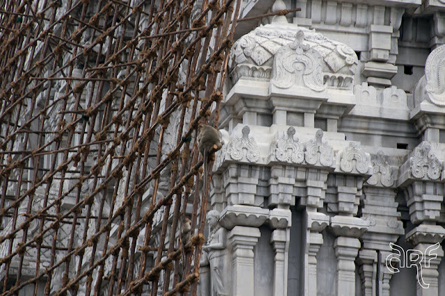 monkeys on temple scaffolding