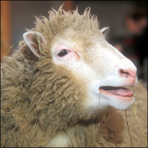 sheep-20.jpg